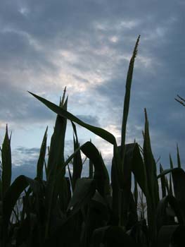 cornfield